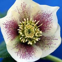 Helleborus orientalis White